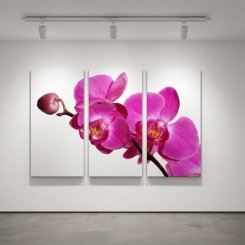 canvastavla lila orkidé